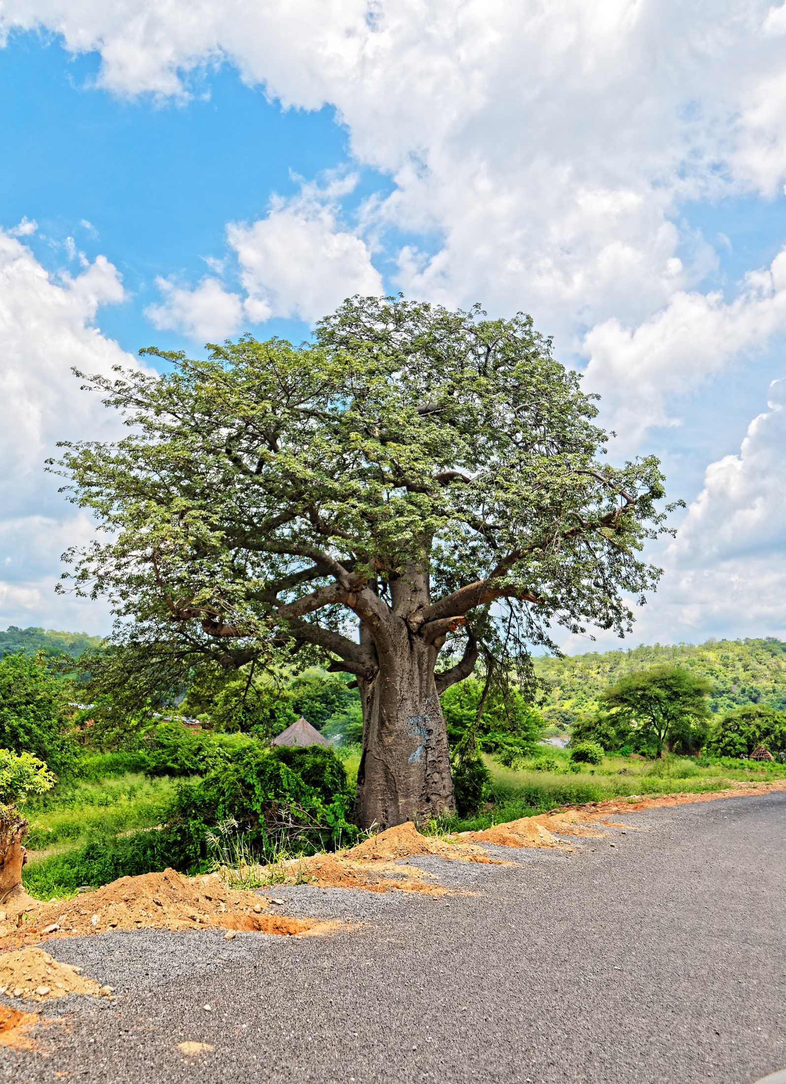 Young Baobab