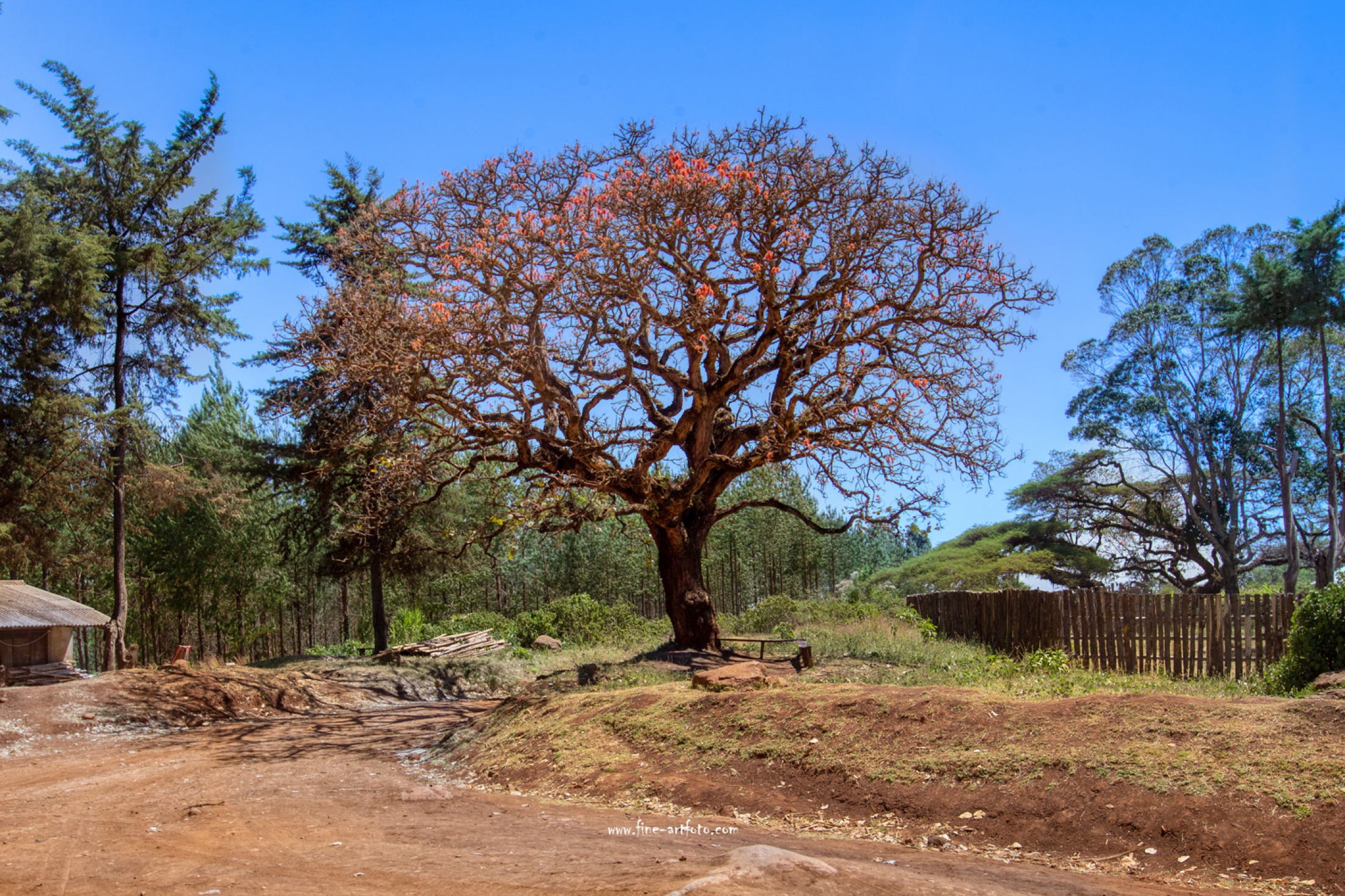 Baum ohne Blätter